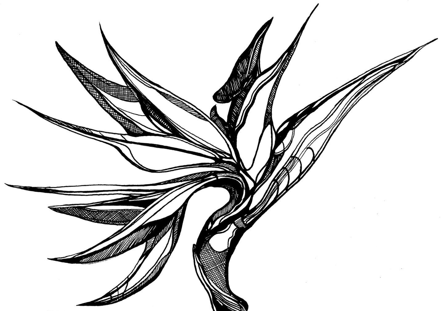 Bird of Paradise Print