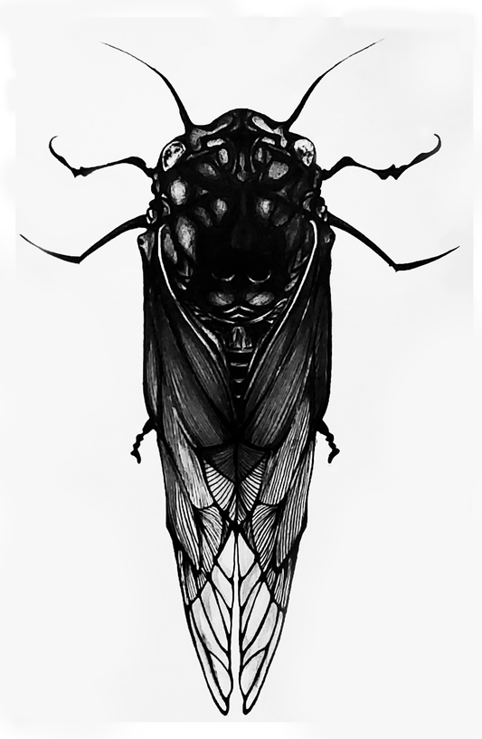 Cicada Print