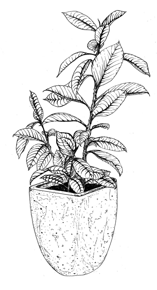Rubber Plant Print