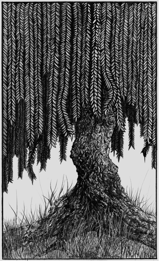 Weeping Willow Print